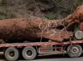四川乐山马边挖出10米长巨型乌木